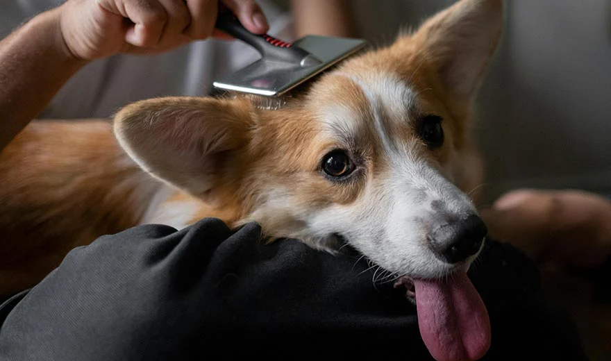 dog-grooming-brush
