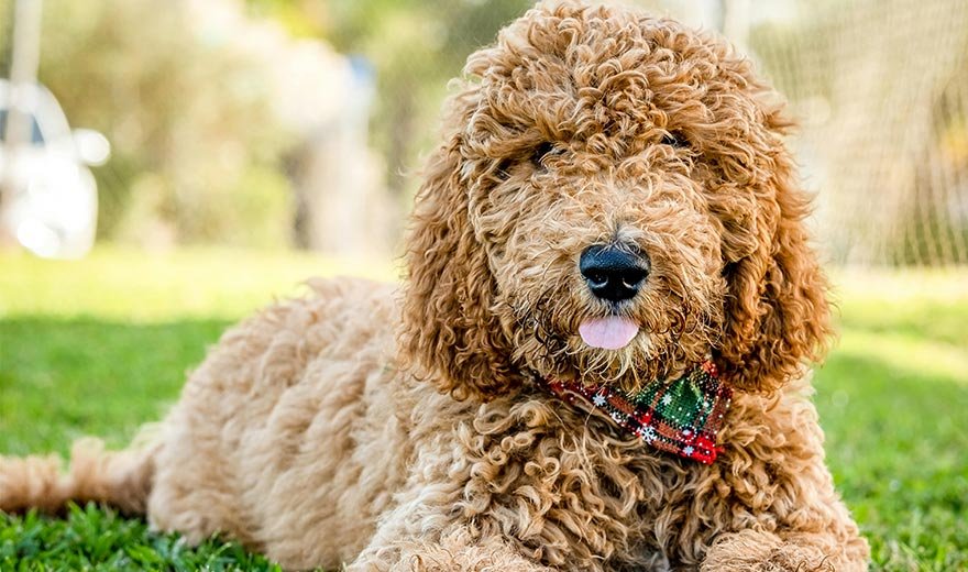 golden_doodle_1834ea36-f206-458b-a2c5-70412960bdc2
